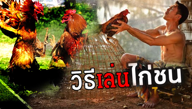 ไก่ชนออนไลน์เล่นยังไง